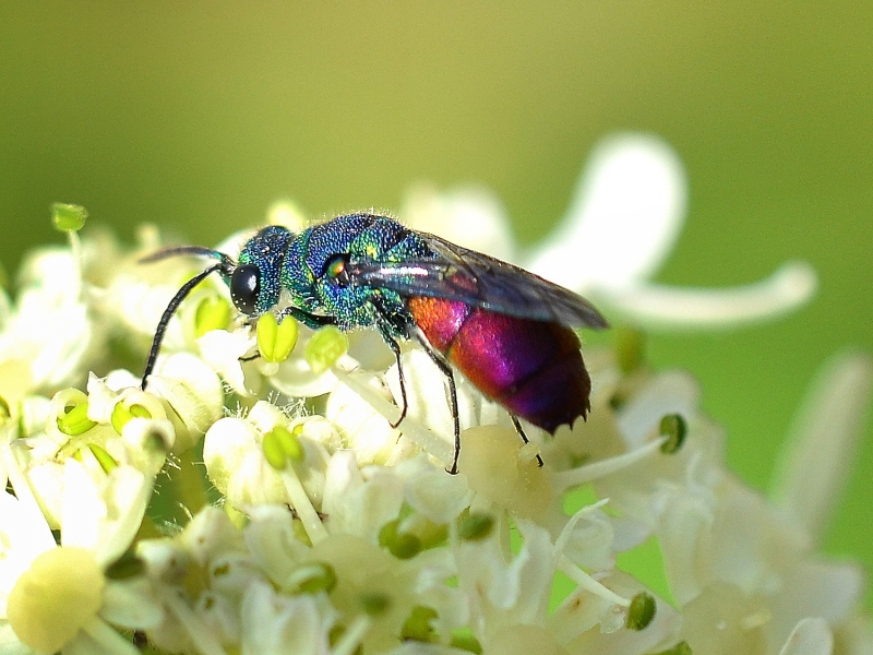 chrysididae da Id.: Chrysis gruppo ignita